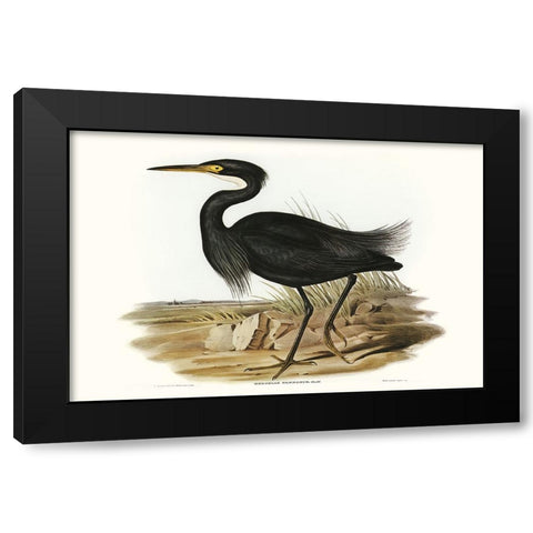 Majestic Waterbird IV Black Modern Wood Framed Art Print by Gould, Elizabeth