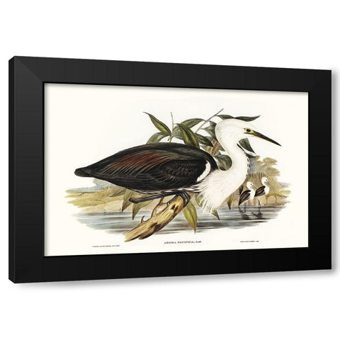 Majestic Waterbird V Black Modern Wood Framed Art Print with Double Matting by Gould, Elizabeth
