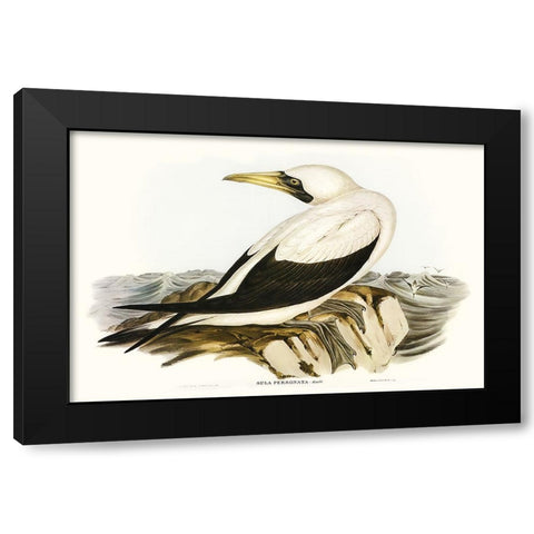 Majestic Waterbird VI Black Modern Wood Framed Art Print by Gould, Elizabeth