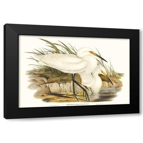 Waterbird Pairing I Black Modern Wood Framed Art Print by Gould, Elizabeth
