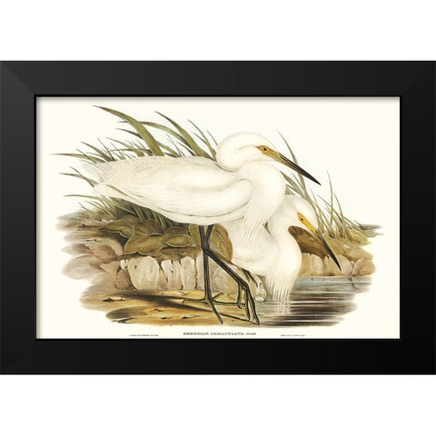 Waterbird Pairing I Black Modern Wood Framed Art Print by Gould, Elizabeth