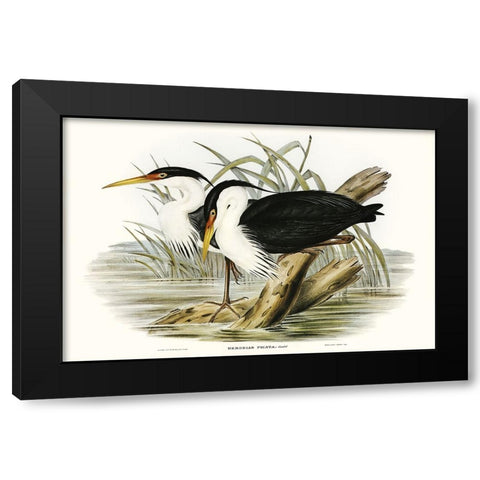 Waterbird Pairing II Black Modern Wood Framed Art Print by Gould, Elizabeth