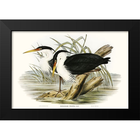Waterbird Pairing II Black Modern Wood Framed Art Print by Gould, Elizabeth