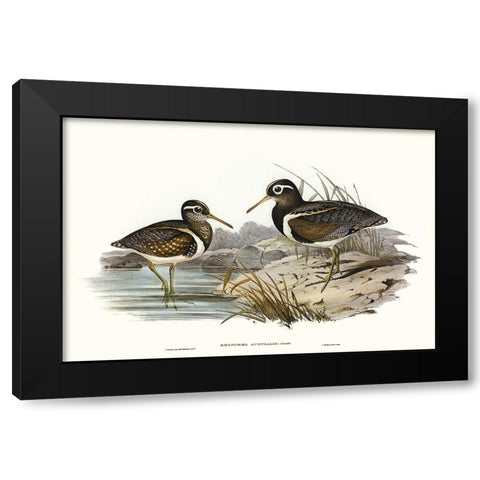 Waterbird Pairing III Black Modern Wood Framed Art Print by Gould, Elizabeth