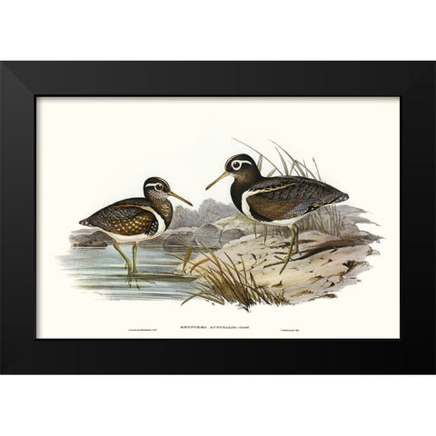 Waterbird Pairing III Black Modern Wood Framed Art Print by Gould, Elizabeth