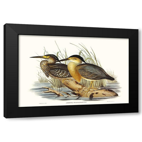Waterbird Pairing IV Black Modern Wood Framed Art Print with Double Matting by Gould, Elizabeth