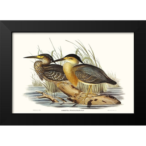 Waterbird Pairing IV Black Modern Wood Framed Art Print by Gould, Elizabeth