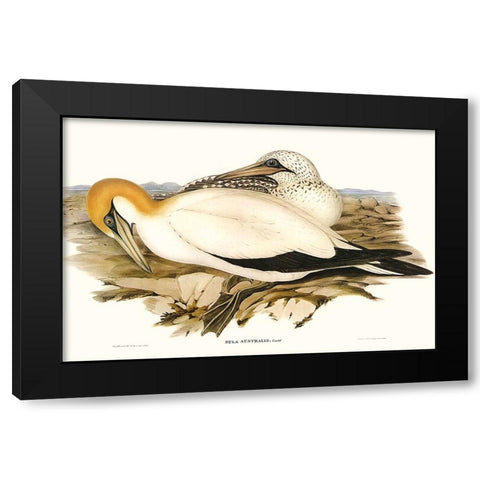 Waterbird Pairing VI Black Modern Wood Framed Art Print with Double Matting by Gould, Elizabeth
