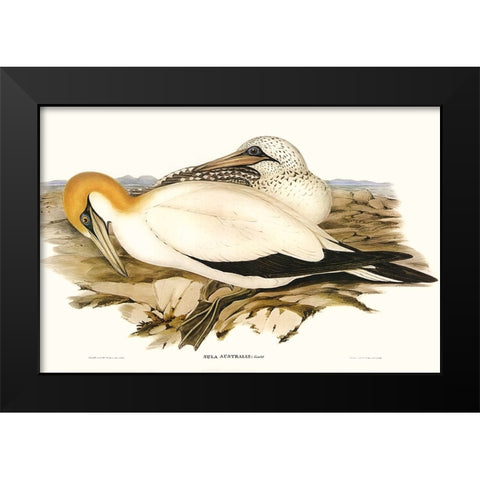 Waterbird Pairing VI Black Modern Wood Framed Art Print by Gould, Elizabeth