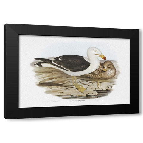 Seabird Pairing I Black Modern Wood Framed Art Print with Double Matting by Gould, Elizabeth