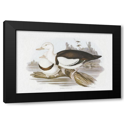 Seabird Pairing II Black Modern Wood Framed Art Print by Gould, Elizabeth