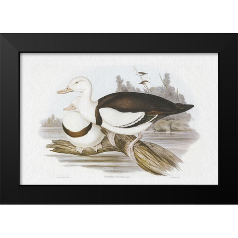Seabird Pairing II Black Modern Wood Framed Art Print by Gould, Elizabeth