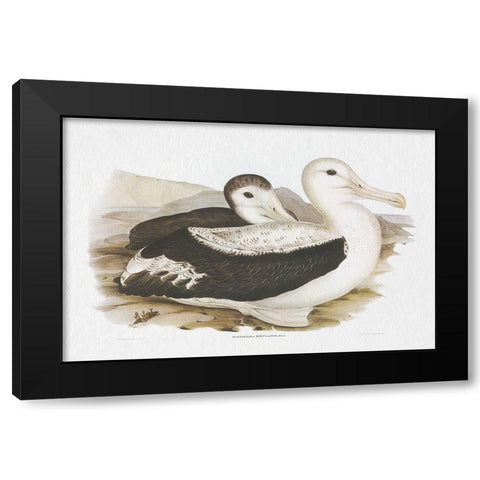 Seabird Pairing III Black Modern Wood Framed Art Print with Double Matting by Gould, Elizabeth