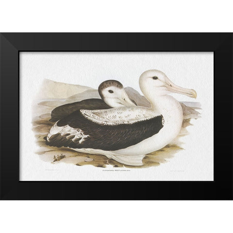 Seabird Pairing III Black Modern Wood Framed Art Print by Gould, Elizabeth