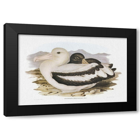 Seabird Pairing IV Black Modern Wood Framed Art Print by Gould, Elizabeth