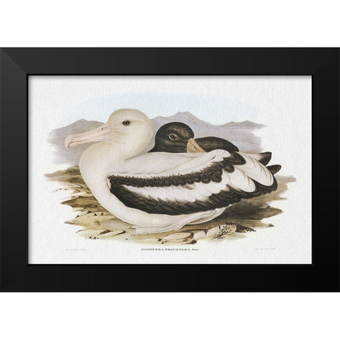 Seabird Pairing IV Black Modern Wood Framed Art Print by Gould, Elizabeth