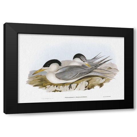 Seabird Pairing V Black Modern Wood Framed Art Print by Gould, Elizabeth