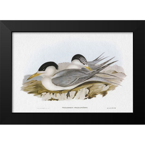 Seabird Pairing V Black Modern Wood Framed Art Print by Gould, Elizabeth