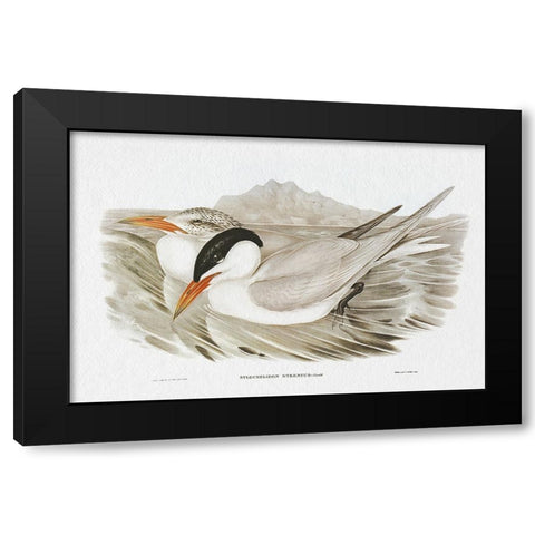 Seabird Pairing VI Black Modern Wood Framed Art Print with Double Matting by Gould, Elizabeth