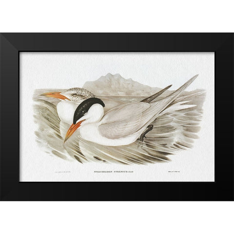 Seabird Pairing VI Black Modern Wood Framed Art Print by Gould, Elizabeth