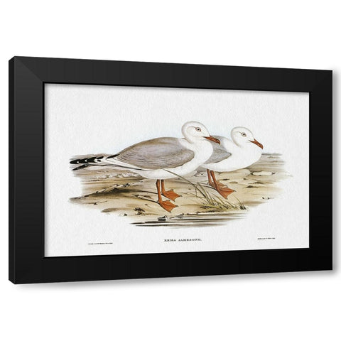 Seabird Pairing VII Black Modern Wood Framed Art Print by Gould, Elizabeth