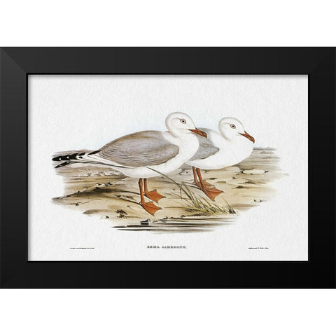 Seabird Pairing VII Black Modern Wood Framed Art Print by Gould, Elizabeth