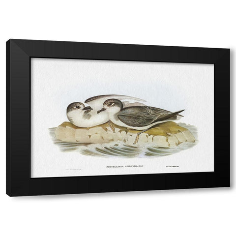 Seabird Pairing VIII Black Modern Wood Framed Art Print by Gould, Elizabeth