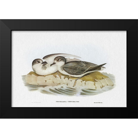Seabird Pairing VIII Black Modern Wood Framed Art Print by Gould, Elizabeth