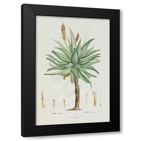 Redoute Succulent I Black Modern Wood Framed Art Print by Redoute, Pierre