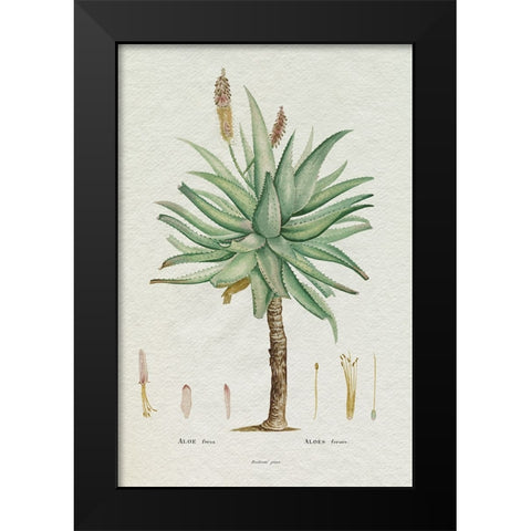 Redoute Succulent I Black Modern Wood Framed Art Print by Redoute, Pierre