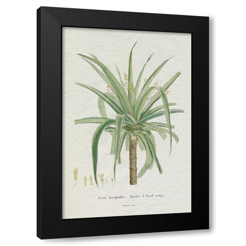 Redoute Succulent II Black Modern Wood Framed Art Print with Double Matting by Redoute, Pierre