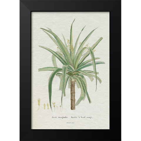 Redoute Succulent II Black Modern Wood Framed Art Print by Redoute, Pierre
