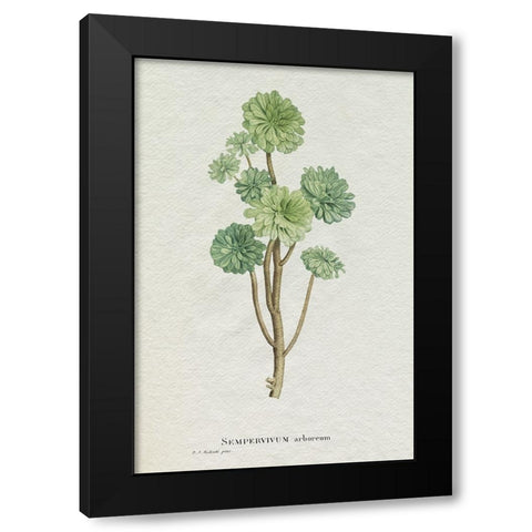 Redoute Succulent III Black Modern Wood Framed Art Print with Double Matting by Redoute, Pierre