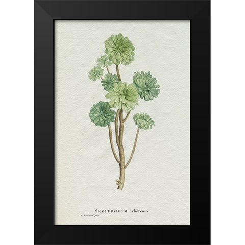 Redoute Succulent III Black Modern Wood Framed Art Print by Redoute, Pierre
