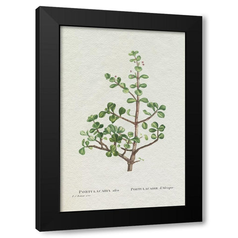 Redoute Succulent IV Black Modern Wood Framed Art Print by Redoute, Pierre