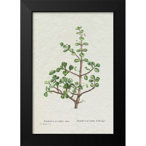 Redoute Succulent IV Black Modern Wood Framed Art Print by Redoute, Pierre