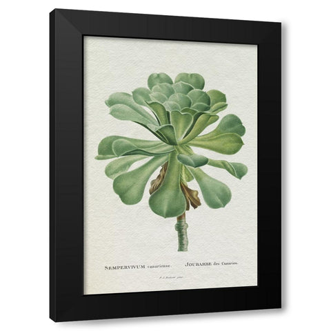 Redoute Succulent V Black Modern Wood Framed Art Print with Double Matting by Redoute, Pierre