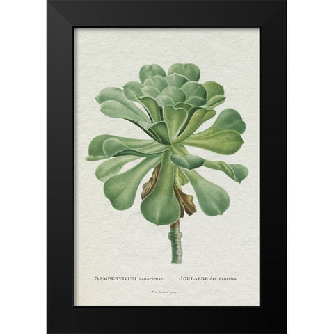 Redoute Succulent V Black Modern Wood Framed Art Print by Redoute, Pierre