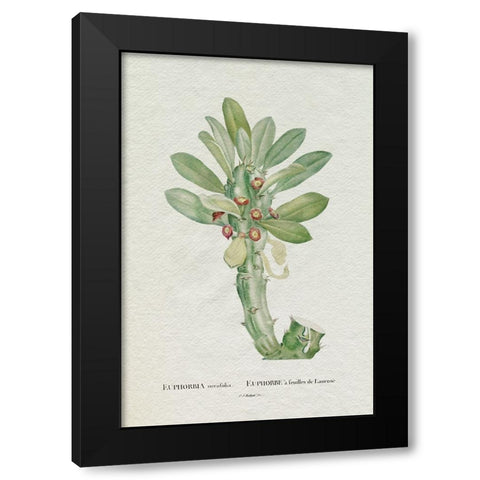 Redoute Succulent VI Black Modern Wood Framed Art Print with Double Matting by Redoute, Pierre