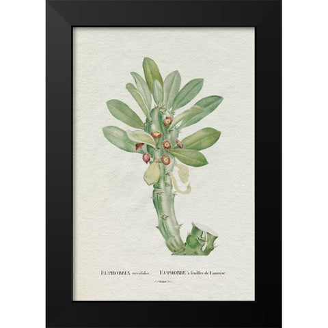 Redoute Succulent VI Black Modern Wood Framed Art Print by Redoute, Pierre