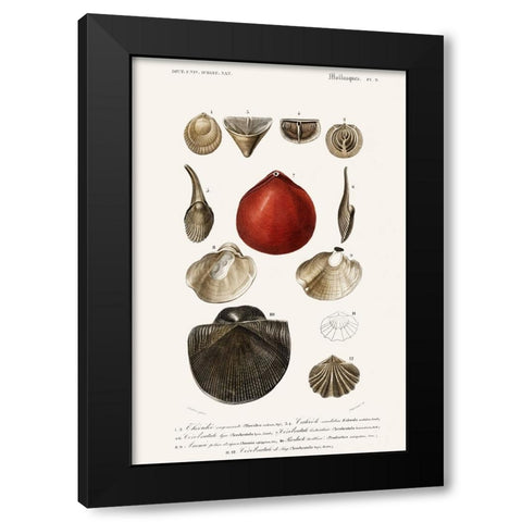DOrbigny Sealife I Black Modern Wood Framed Art Print with Double Matting by D Orbigny, M. Charles