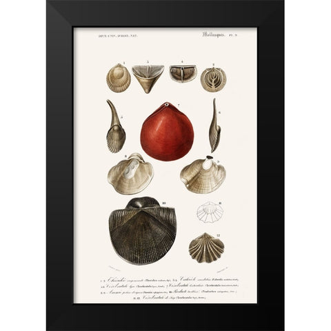 DOrbigny Sealife I Black Modern Wood Framed Art Print by D Orbigny, M. Charles