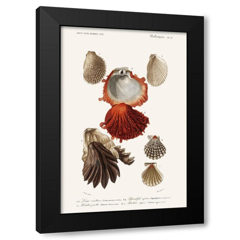 DOrbigny Sealife II Black Modern Wood Framed Art Print by D Orbigny, M. Charles