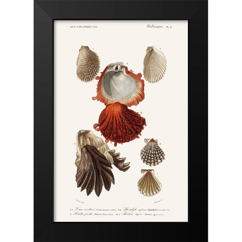 DOrbigny Sealife II Black Modern Wood Framed Art Print by D Orbigny, M. Charles