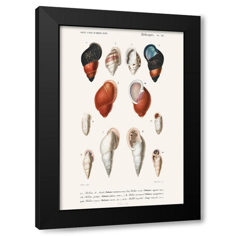 DOrbigny Sealife III Black Modern Wood Framed Art Print with Double Matting by D Orbigny, M. Charles