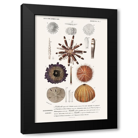 DOrbigny Sealife IV Black Modern Wood Framed Art Print by D Orbigny, M. Charles