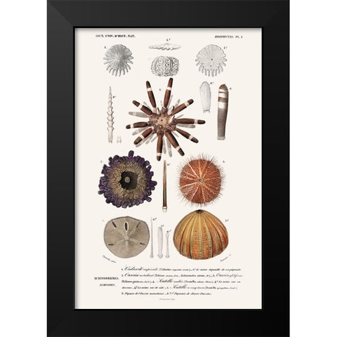 DOrbigny Sealife IV Black Modern Wood Framed Art Print by D Orbigny, M. Charles