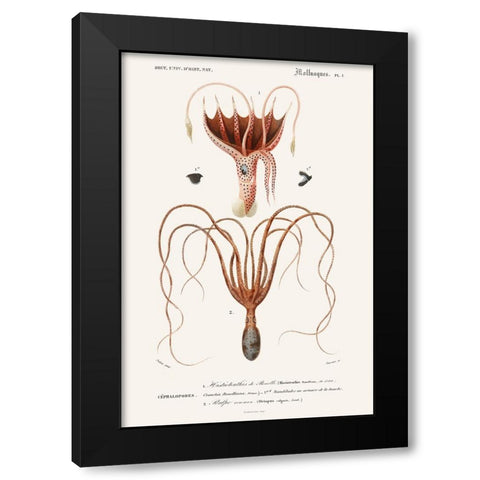 DOrbigny Sealife V Black Modern Wood Framed Art Print by D Orbigny, M. Charles