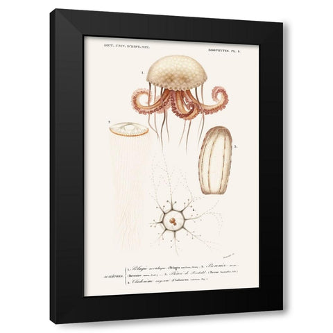 DOrbigny Sealife VI Black Modern Wood Framed Art Print by D Orbigny, M. Charles
