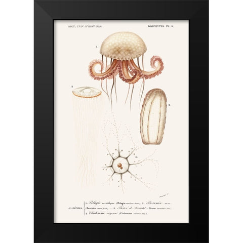 DOrbigny Sealife VI Black Modern Wood Framed Art Print by D Orbigny, M. Charles